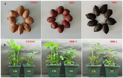 Physiological and biochemical mechanisms underlying the role of anthocyanin in acquired tolerance to salt stress in peanut (Arachis hypogaea L.)